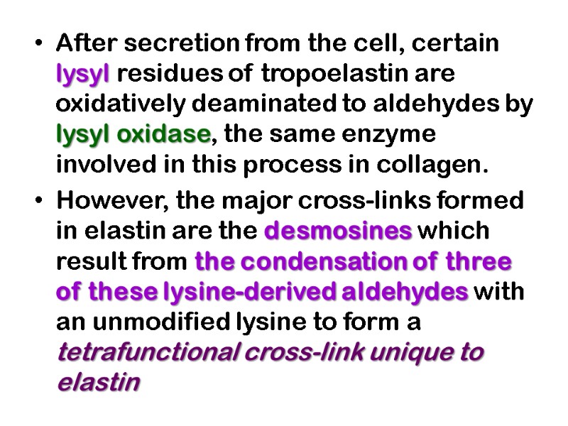 After secretion from the cell, certain lysyl residues of tropoelastin are oxidatively deaminated to